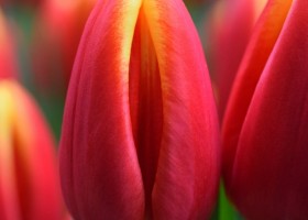 Tulipa Dow Jones (4)
