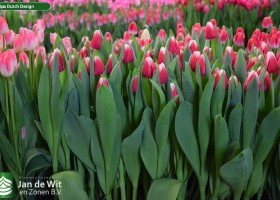 Tulipa Dutch Design (2)