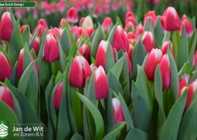 Tulipa Dutch Design (3)