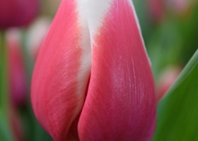 Tulipa Dutch Design (4)