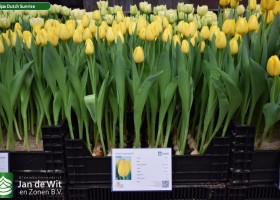 Tulipa Dutch Sunrise (1)