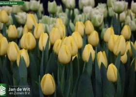 Tulipa Dutch Sunrise (3)