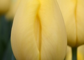 Tulipa Dutch Sunrise (4)