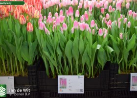 Tulipa Dynasty (1)