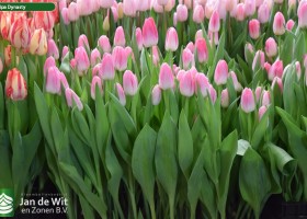 Tulipa Dynasty (2)