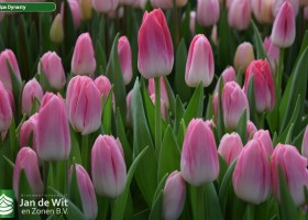 Tulipa Dynasty (3)