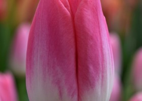 Tulipa Dynasty (4)