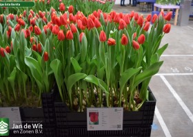 Tulipa Esta Bonita (1)