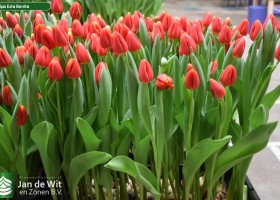 Tulipa Esta Bonita (2)