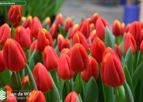 Tulipa Esta Bonita (3)