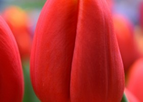 Tulipa Esta Bonita (4)