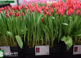 Tulipa Fiero (1)