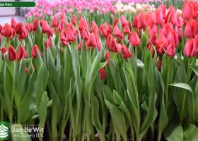 Tulipa Fiero (2)