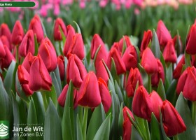 Tulipa Fiero (3)