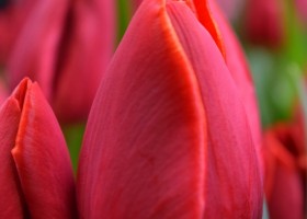 Tulipa Fiero (4)