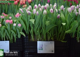 Tulipa Flaming Flag (1)