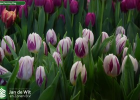 Tulipa Flaming Flag (3)