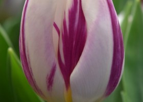 Tulipa Flaming Flag (4)