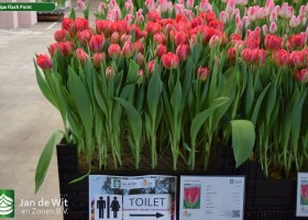 Tulipa Flash Point (1)