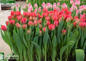 Tulipa Flash Point (2)