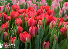 Tulipa Flash Point (3)