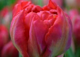 Tulipa Flash Point (4)