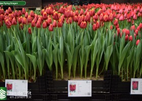 Tulipa Flying Dragon (1)
