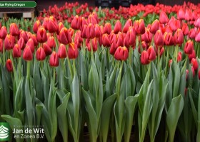 Tulipa Flying Dragon (2)
