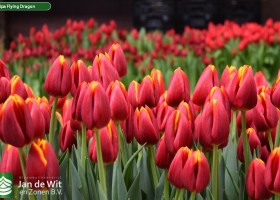 Tulipa Flying Dragon (3)