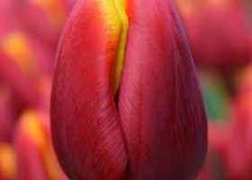 Tulipa Flying Dragon (4)