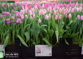 Tulipa Gabriella (1)