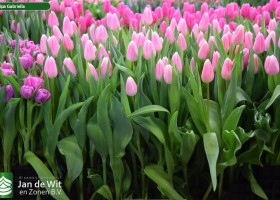 Tulipa Gabriella (2)