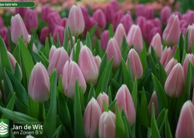 Tulipa Gabriella (3)