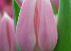 Tulipa Gabriella (4)