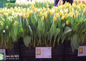 Tulipa Golden Ticket (1)
