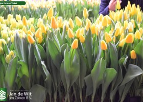 Tulipa Golden Ticket (2)