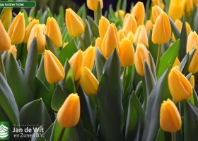 Tulipa Golden Ticket (3)