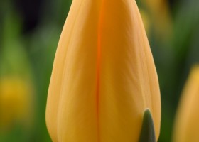 Tulipa Golden Ticket (4)