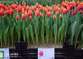 Tulipa Hennie vander Most (1)
