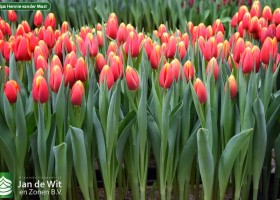 Tulipa Hennie vander Most (2)