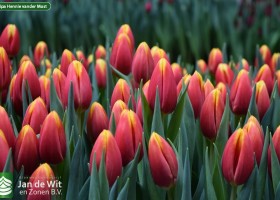 Tulipa Hennie vander Most (3)
