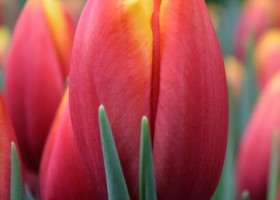 Tulipa Hennie vander Most (4)