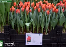 Tulipa Hermitage (1)