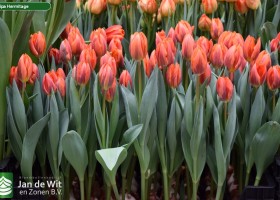 Tulipa Hermitage (2)