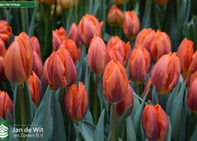 Tulipa Hermitage (3)