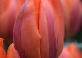 Tulipa Hermitage (4)