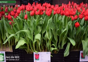 Tulipa Hotspot (1)