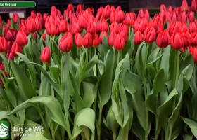 Tulipa Hotspot (2)