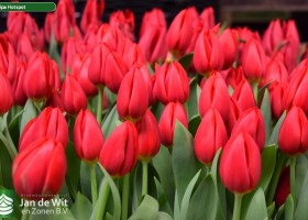 Tulipa Hotspot (3)