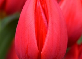 Tulipa Hotspot (4)
